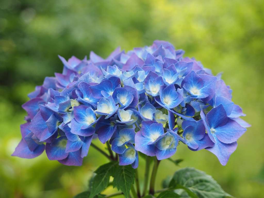 Hortensias