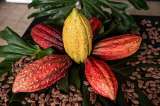 El precio del cacao tiene una caída pronunciada: ¿cómo impacta a Colombia?