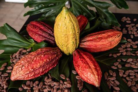 Chocoshow 2024: fechas y lugar para vivir la fiesta de sabor alrededor del cacao