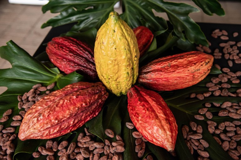 El precio del cacao tiene una caída pronunciada: ¿cómo impacta a Colombia?