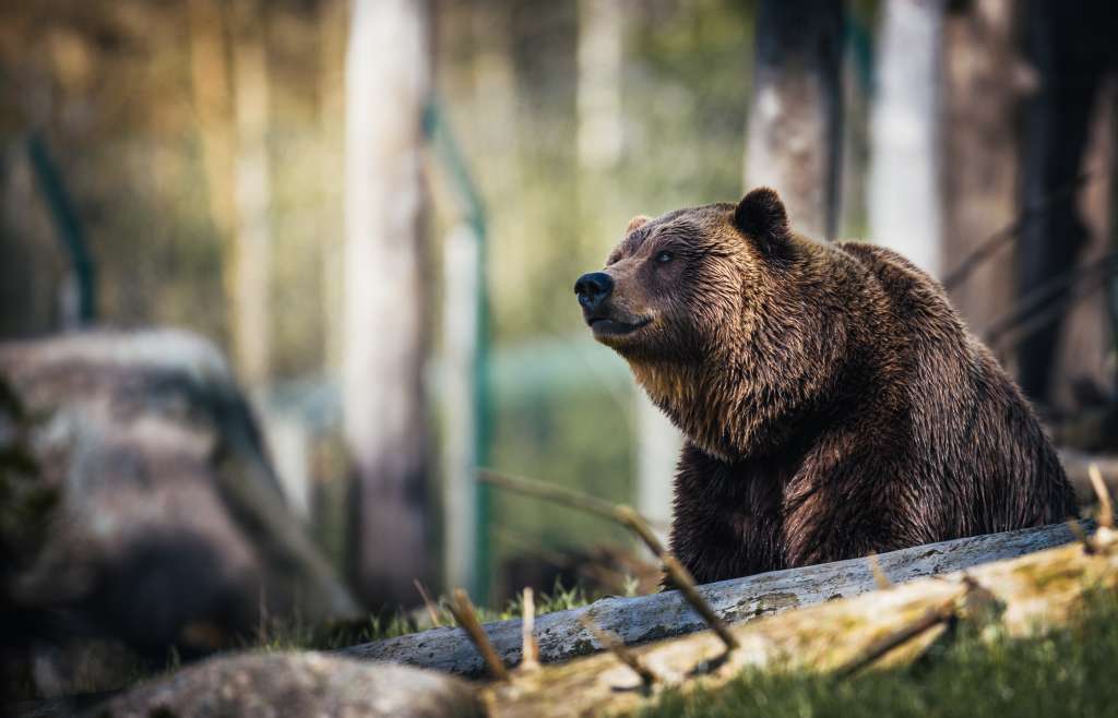 Los expertos estiman que en el país viven actualmente unos 1.100 osos.