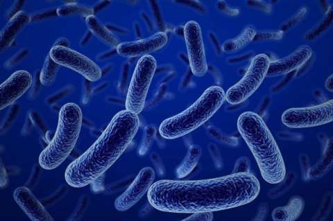 Bacterias sobreviven en el espacio exterior durante años