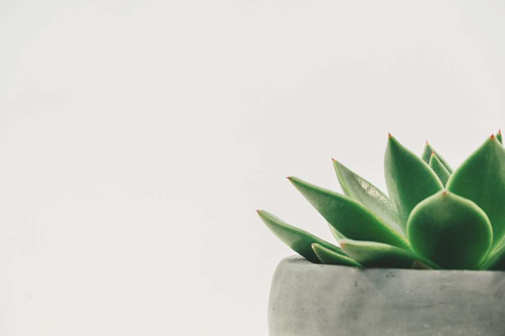 Fotografía de una pequeña planta de suculenta en una matera gris, que se encuentra en el lado derecho de la imagen. A la izquierda hay un fondo blanco.