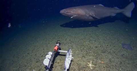 Video de tiburón en aguas antárticas heladas no es nuevo, pero vale la pena verlo otra vez