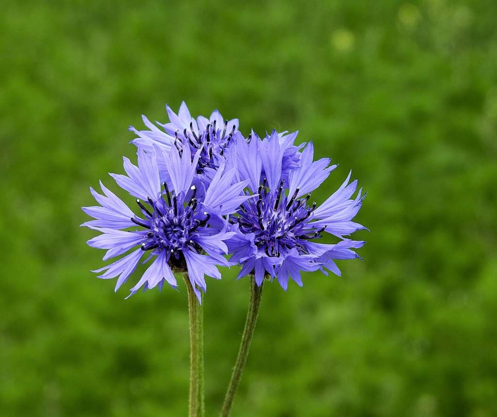 Conocido como azulejo destaca por sus flores azules