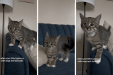 ¡Muy tierno! Este gatito aprendió a ladrar gracias a sus hermanos perrunos