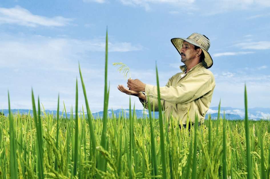 Agricultor en campos de arroz en el Tolima. / Neil Palmer- CIAT
