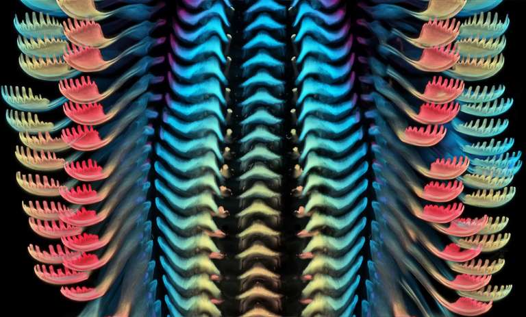 La fotografía del detalle de la textura de una lengua de caracol de agua dulce se llevó el tercer puesto del concurso.