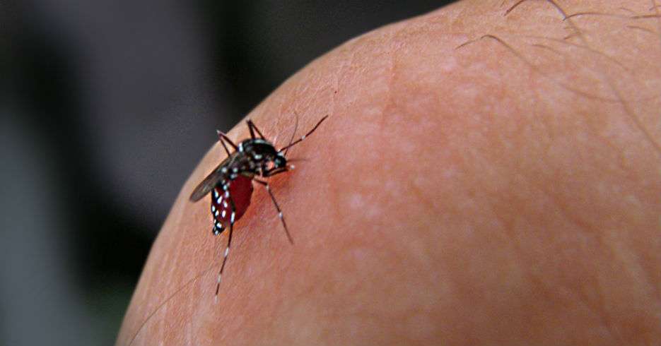 Médico despeja las dudas sobre el virus del zika