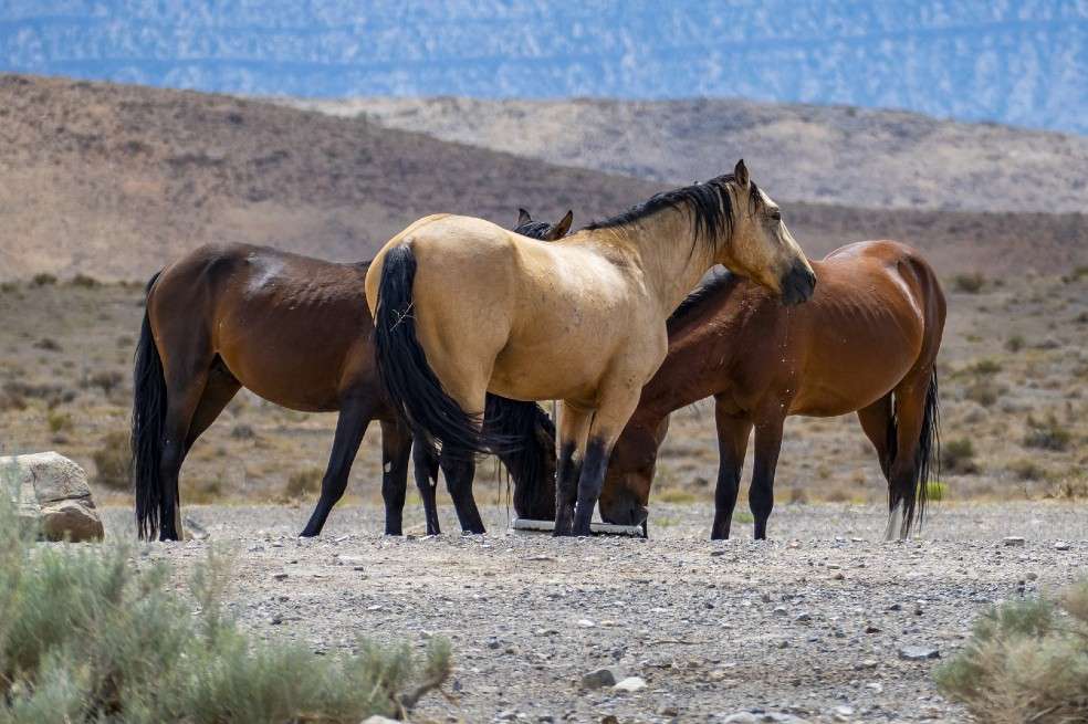 En la actualidad, en Australia hay más de 25.000 caballos salvajes.