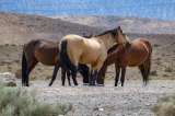 Como Colombia con los hipopótamos, Australia sopesa sacrificar miles de caballos salvajes