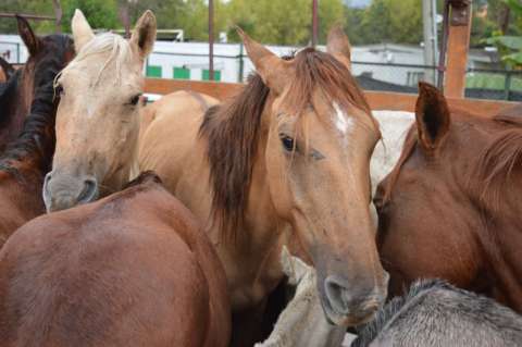 Rescataron caballos que eran usados para carreras en el barrio Chino de Cartagena
