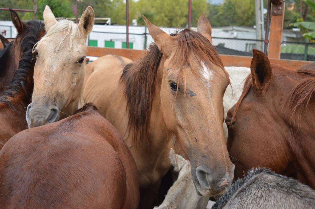 Caballos en camión