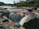 Ya puede volver a visitar Caño Cristales: lo acaban de abrir, tras una evaluación