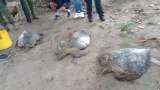 Rescatan tres tortugas marinas que estaban encerradas en una bodega abandonada
