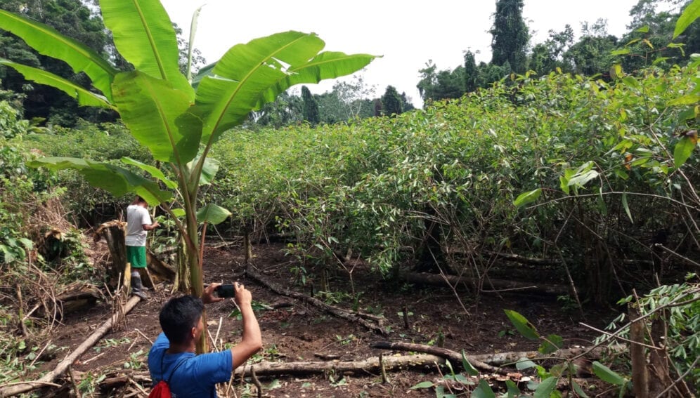 Un monitor comunitario de bosques usando su teléfono inteligente para documentar la deforestación en la parte baja del río Amazonas,