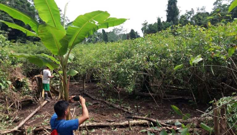 Con tecnología satelital indígenas amazónicos podrían reducir deforestación