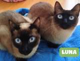 Adoptan a Luna y Júpiter, los gatitos criollos que parecían siameses y conmovieron en redes