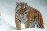 Investigadores identificaron dos rasgos de la personalidad del tigre siberiano