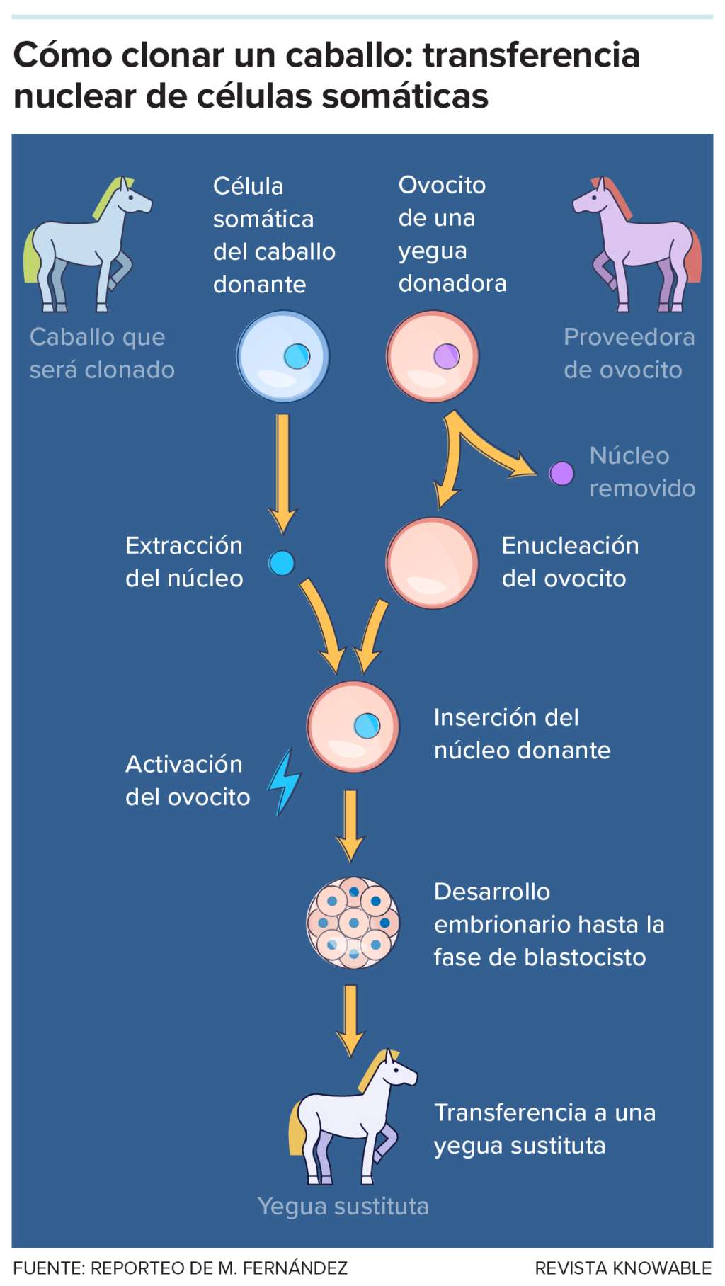 Los clones de caballos —al igual que los de otros mamíferos— se obtienen a través de una técnica llamada transferencia nuclear de células somáticas (SCNT, por sus siglas en inglés). El núcleo de una célula no reproductiva del animal que va a ser clonado se inserta en un ovocito al que previamente se le extrajo su propio ADN nuclear. Tras una activación, el embrión comienza a dividirse. Cuando alcanza la fase de blastocisto se implanta en una yegua receptora que llevará adelante la gestación.