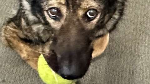 En video: Candy, perrita policía que tenía cáncer, se jubiló y horas después murió