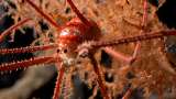 Cerca de Chile encontraron 100 especies que serían nuevas para la ciencia