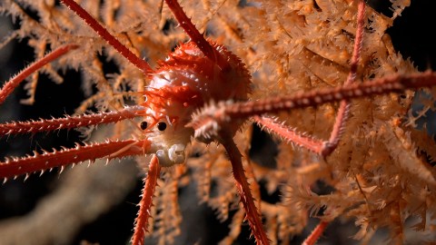 Cerca de Chile encontraron 100 especies que serían nuevas para la ciencia