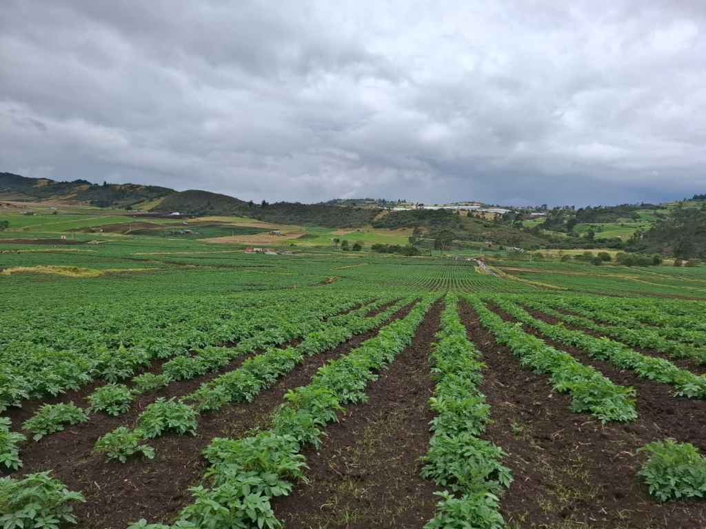 Así se preparan los cultivos para la llegada del fenómeno de El Niño.