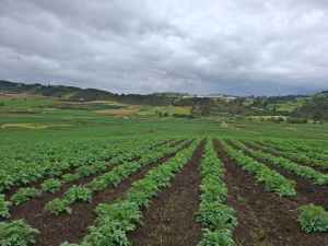 ¿Cuáles serán los objetivos para el desarrollo del agro en los próximos cuatro años?