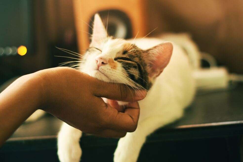 Cariño en felinos
