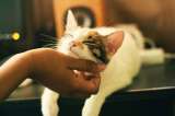 Esto hacen los gatos cuando aman a sus dueños