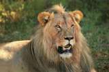 Descifran la historia evolutiva de los leones