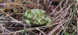 Un nuevo camino para estudiar las ranas y los páramos de Colombia