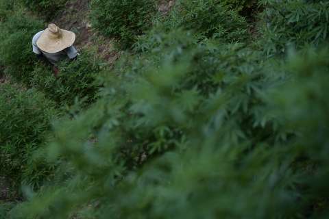 Empresas de cannabis abandonan el primer país en legalizar la marihuana