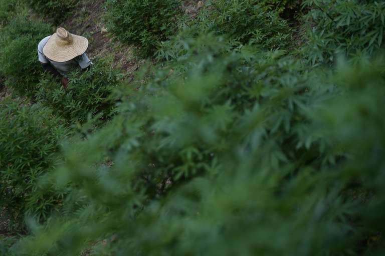 Así se mueve el negocio de la marihuana en el Norte del Cauca
