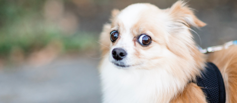 Miedo en los perros: 5 señales que debes tener en cuenta para protegerlo