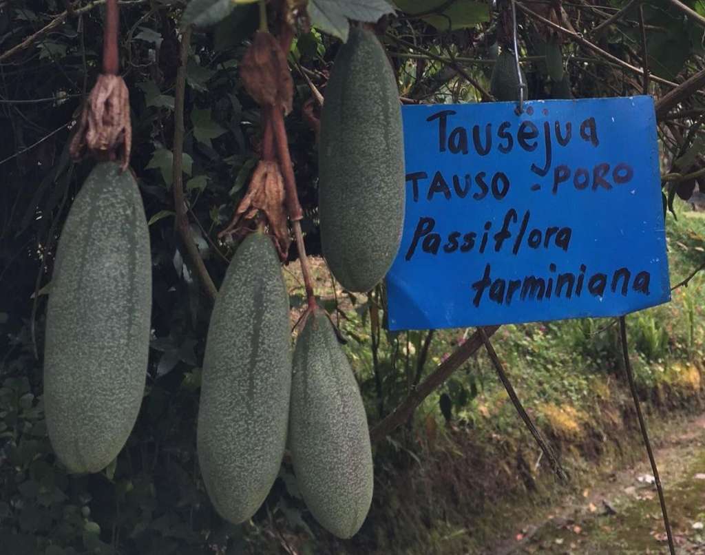 El nombre indígena es Tausejua y el científico es Passiflora Taminana.