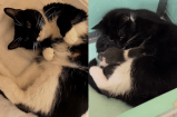 Mujer rescató un gato, pero al regresar de su trabajo se llevó una gran sorpresa
