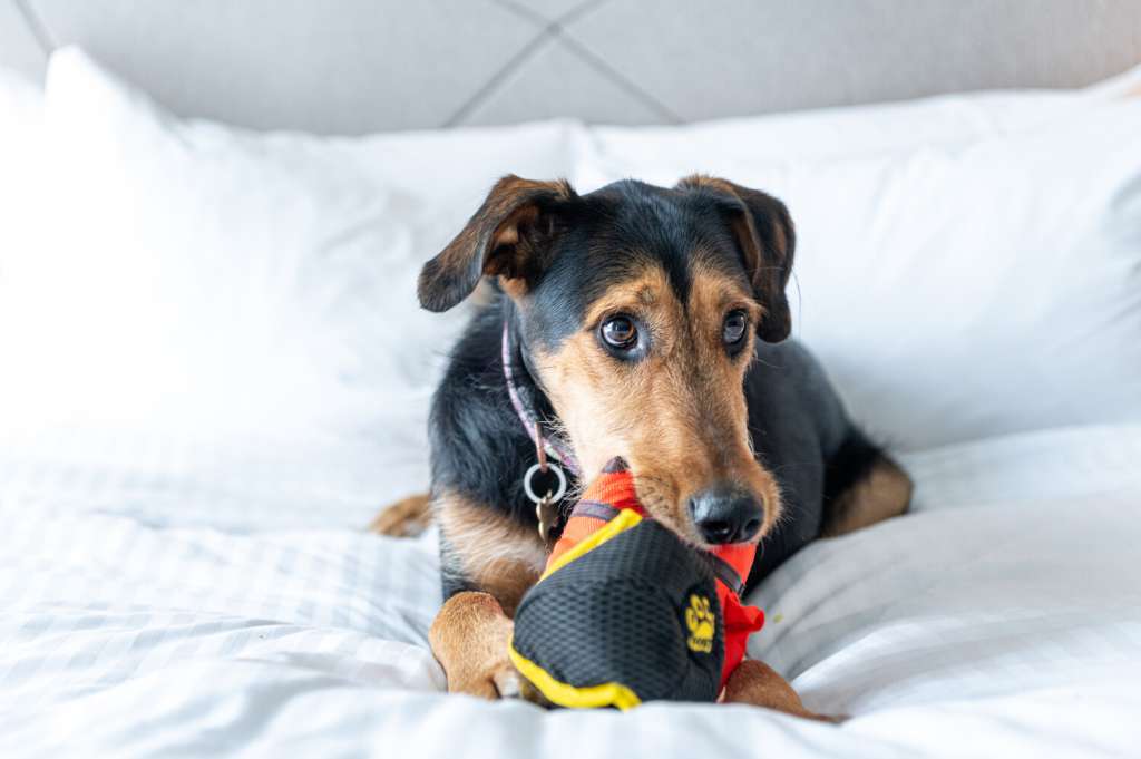 Muchos de los hoteles del portafolio de Marriott International cuentan con amenidades especiales para consentir a tu mascota.