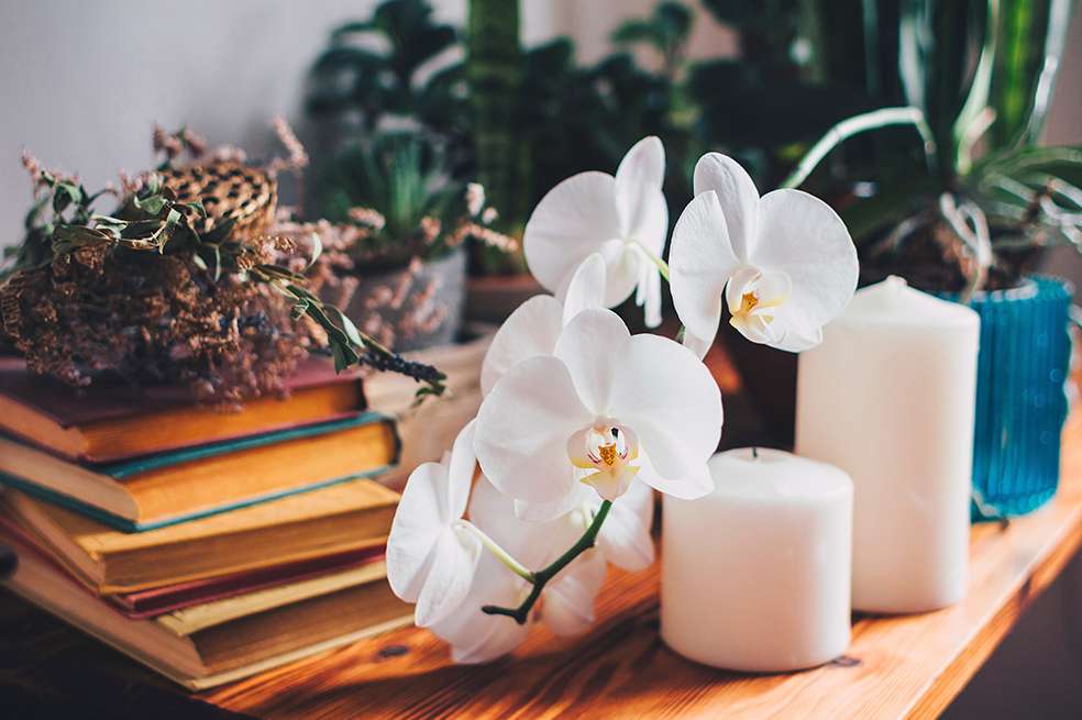 Orquídea