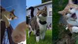 Mr. Kitters, el gato que convirtió sus salidas de casa en aventuras virales de internet