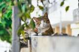 ¿A qué edad los gatos entran en deterioro cognitivo?