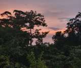 Plantar árboles No-Endémicos: un riesgo que Colombia no reconoce aún