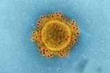 La ciencia abierta contra un nuevo virus