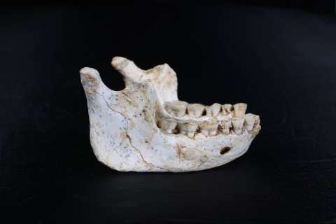 El revelador hallazgo que hicieron científicos en África del antepasado del “Homo Sapiens”