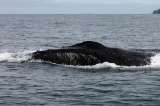 Ballenas 2011
