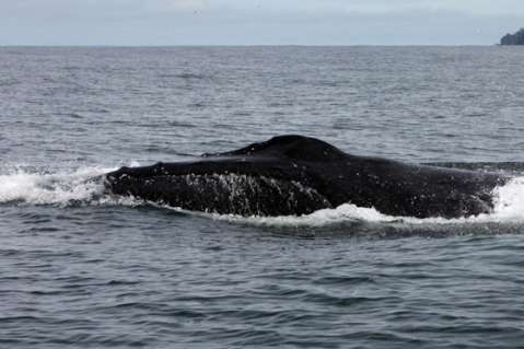 Ballenas 2011