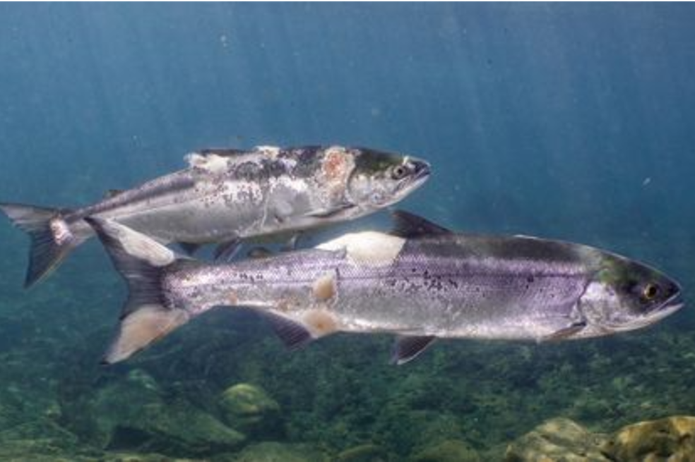 El hecho fue registrado por Columbia Riverkeeper, un grupo de conservación, en el río Columbia.
