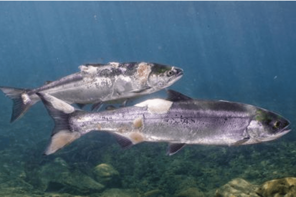 El hecho fue registrado por Columbia Riverkeeper, un grupo de conservación, en el río Columbia.