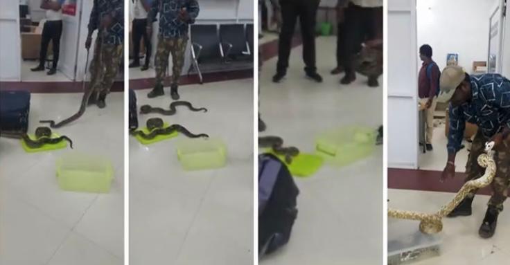 Capturan a una mujer que viajaba con 22 serpientes y un camaleón en la maleta